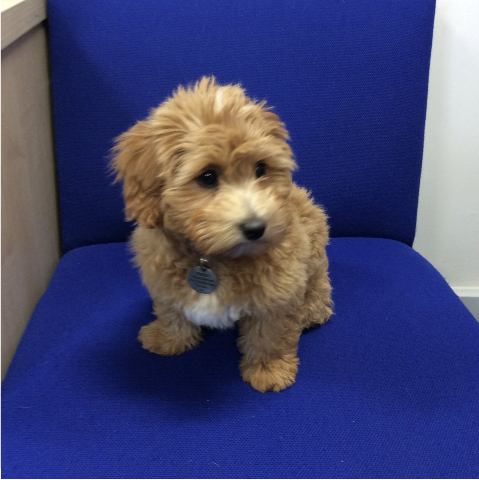 Doodle - School Dog